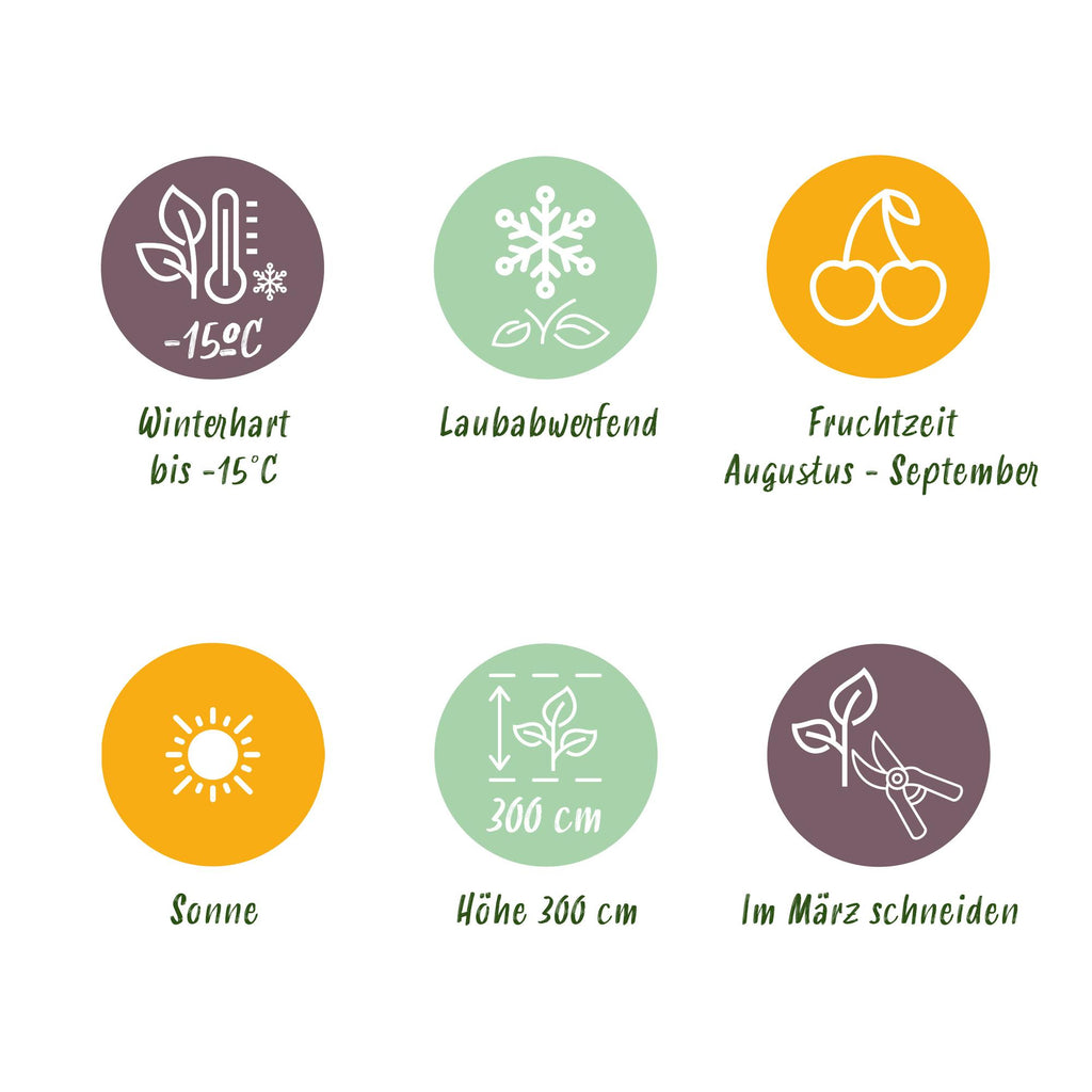 GreenboutiQ - Obstpflanze - Grüne & Gelbe Kiwi - Actinidia deliciosa Jenny & Goldene Kiwi - 2 Pflanzen - Topf 15cm Höhe 50cm