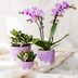 Kolibri Home Flower Pot Purple Ø9cm – Elegance for Your Home Bild 6
