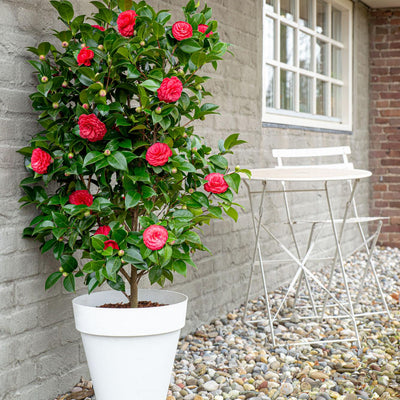 Camellia japonica 'Black Lace' - Immergrüner Strauch, ↨65cm
