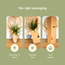 Epipremnum Golden Pothos (Scindapsus) - Set of 2, Ø15cm, ↕25cm Bild 6