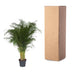 Dypsis Lutescens (Areca-Palme) - 200 cm, ø34 cm Bild 4