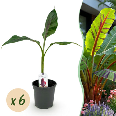 Winterharte Bananenpflanze 'Red Tiger' (6er Set) - Exotik für Ihren Garten
