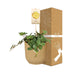 Peperomia 'Hope' im ELHO Vibes Fold Topf 14 cm gelb Bild 4