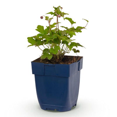 Green boutiQ - Perennial - Anemone hup. Splendens - Japanese Anemone - Shade - Dark Pink - 1 Plant - Pot 11cm - Height 15-25cm