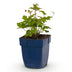 Green boutiQ - Staude - Anemone hup. Splendens - Herbst-Anemone - Schatten - Dunkelrosa - 1 Pflanze - Topf 11cm - Höhe 15-25cm Bild 8