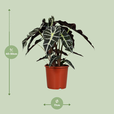 Alocasia Polly (Pfeilblatt) - Ø17cm, ↕45cm
