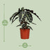 Alocasia Polly (Pfeilblatt) - Ø17cm, ↕45cm Bild 2