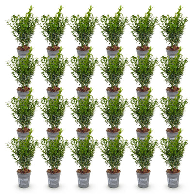 Green boutiQ - 24x Buxus sempervirens - Palmenbäumchen - Heckenpflanzen - Immergrün - Grün - Topf 9cm - Höhe 20-25cm
