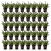 Green boutiQ - 40x Ilex crenata Stokes - Japanische Stechpalme - Heckenpflanzen - Immergrün - Grün - Topf 9cm - Höhe 20-30cm Bild 10