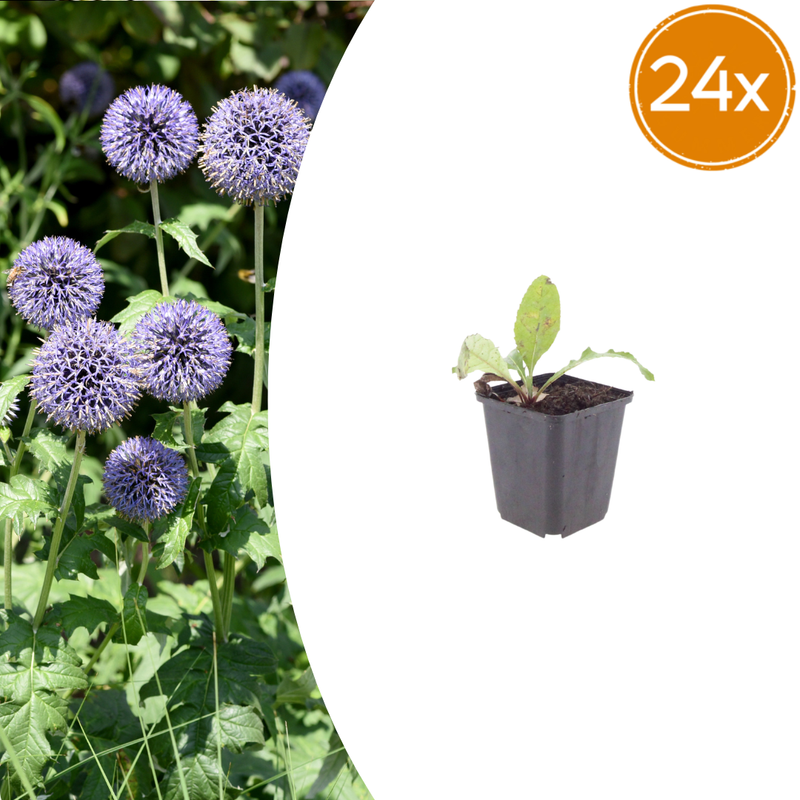 24x Kugeldistel (Echinops ritro) - 10-25cm - Ø9cm Topf