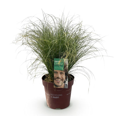 GreenboutiQ Ziergras Carex comans Frosted Curls - Winterhart