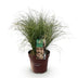 GreenboutiQ Ziergras Carex comans Frosted Curls - Winterhart Bild 2