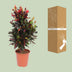 Codiaeum Variegatum Mammi Croton Pflanze, 100cm hoch, 27cm Topf Bild 4
