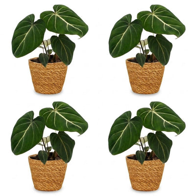 Green boutiQ - Philodendron Gloriosum - Gloriosum Philodendron - 4 Pflanzen - mit Korb - Topf 12cm - Höhe - 25cm
