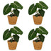 Green boutiQ - Philodendron Gloriosum - Gloriosum Philodendron - 4 Pflanzen - mit Korb - Topf 12cm - Höhe - 25cm Bild 2