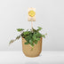 Peperomia 'Hope' im ELHO Vibes Fold Topf 14 cm gelb Bild 6