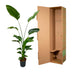 Strelitzia Nicolai, Paradiesvogel, 170 cm, ⌀24 Bild 4