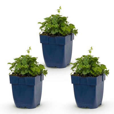 Green boutiQ - Perennial - Campanula posch. Lisduggan Variety - Peachleaf Bellflower - Ground Cover - White - 3 Plants - Pot 11cm - Height 15-25cm