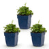 Green boutiQ - Perennial - Campanula posch. Lisduggan Variety - Peachleaf Bellflower - Ground Cover - White - 3 Plants - Pot 11cm - Height 15-25cm Bild 1