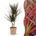 Dracaena Magenta: Low Maintenance, with Basket, Pot 17cm, 70-80cm Bild 1