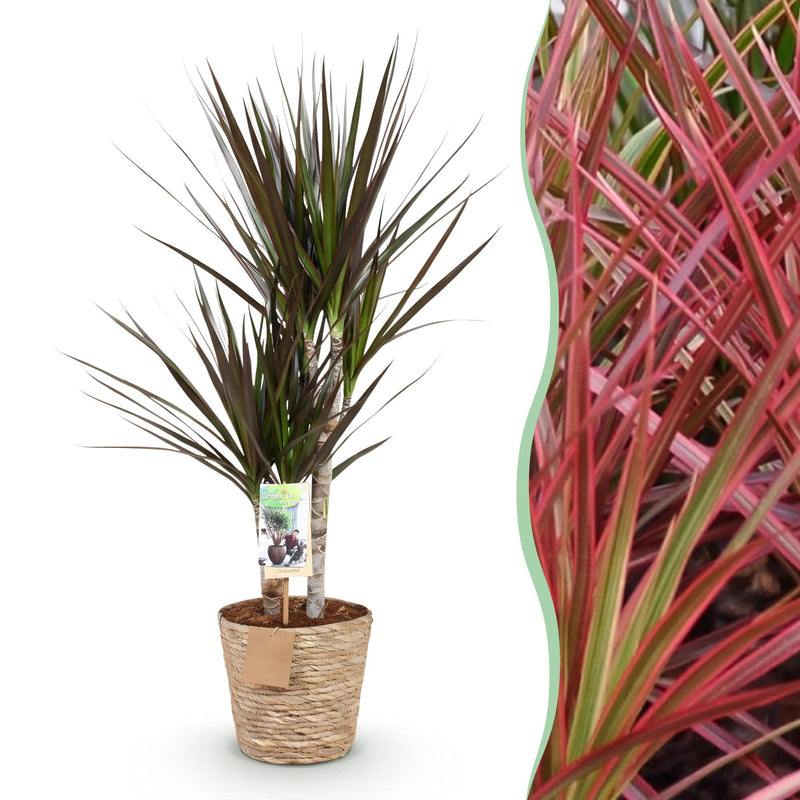 Dracaena Magenta: Low Maintenance, with Basket, Pot 17cm, 70-80cm