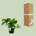 Scindapsus (Epipremnum) Aureum – Grünpflanze im 12cm Topf, 25cm hoch Bild 4