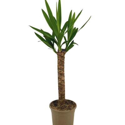 Yucca Elephantipes Ø17cm - 60-80cm, tropischer Hingucker