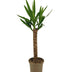 Yucca Elephantipes Ø17cm - 60-80cm, tropical eye-catcher Bild 1