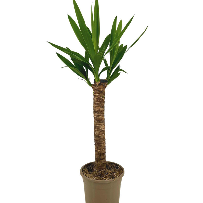 Yucca Elephantipes Ø17cm - 60-80cm, tropical eye-catcher