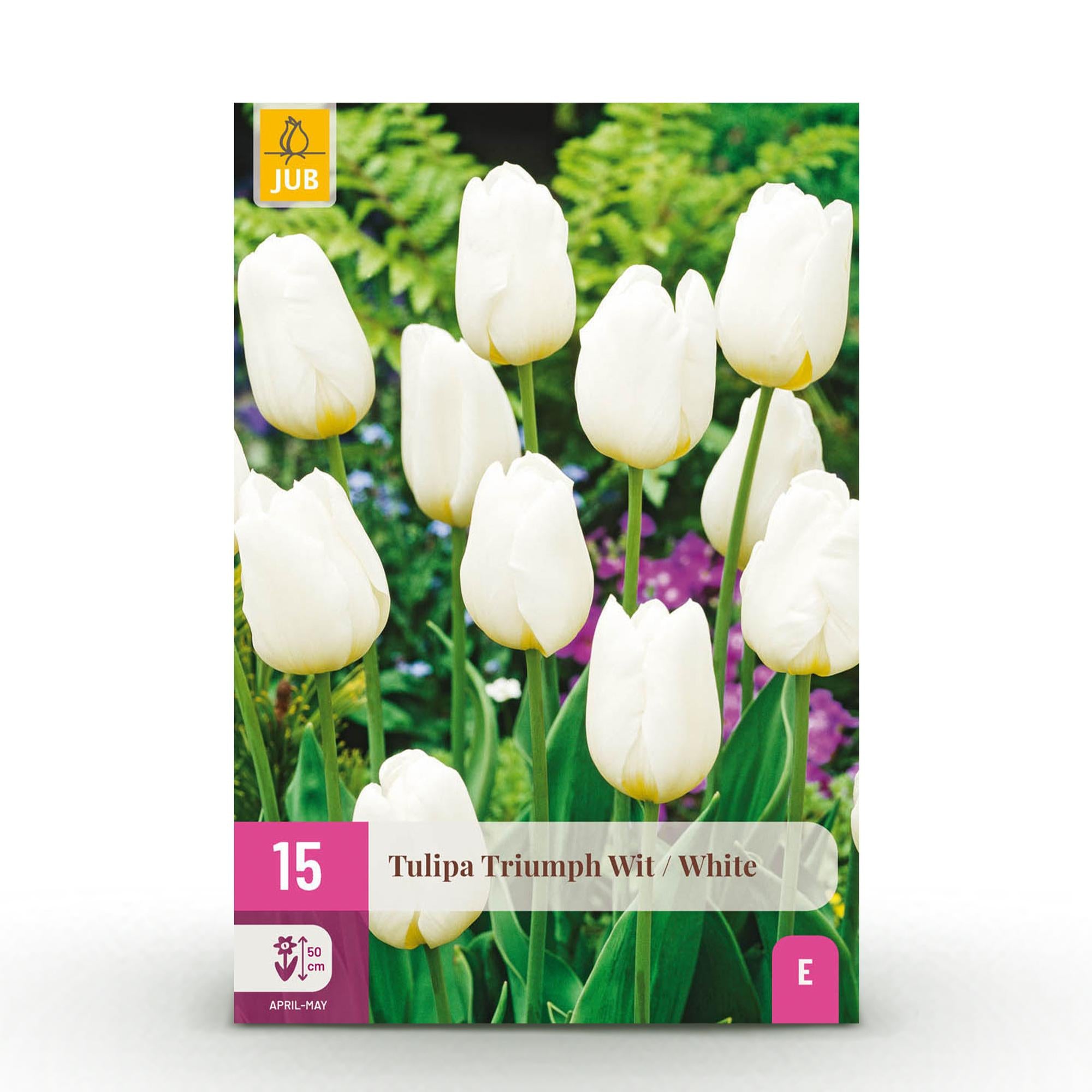 GreenboutiQ - Blumenzwiebeln - Tulp Triumph White -Bulbs Hardy Perennial -  Farbe Weiß - 15 Stück - Zwiebelgröße 11/12 - XXL Pack