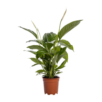 Spathiphyllum Bingo Cupido - Weiße Friedenslilie, Ø19cm, ↕80cm