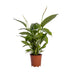 Spathiphyllum Bingo Cupido - Weiße Friedenslilie, Ø19cm, ↕80cm Bild 1