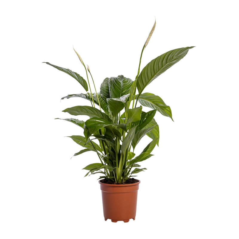 Spathiphyllum Bingo Cupido - Weiße Friedenslilie, Ø19cm, ↕80cm
