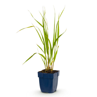Molinia caer. Heidebraut: Rohrbinse mit Blüte, 1 Pflanze, Topf 11cm