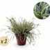 2x Carex oshimensis Everest Gräser, weiß-grün, pflegeleicht, 50cm Bild 1
