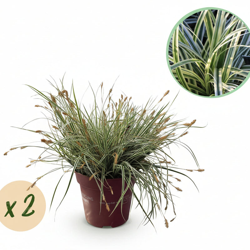 2x Carex oshimensis Everest Gräser, weiß-grün, pflegeleicht, 50cm