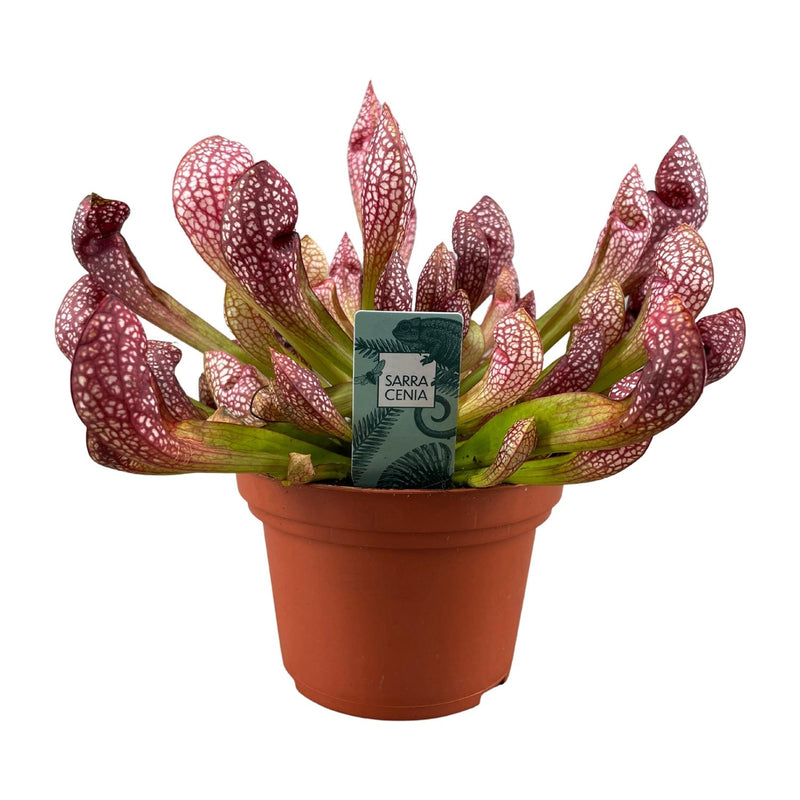 Sarracenia Scarlet Belle (Fasertopf Ø12cm, Höhe 40cm)