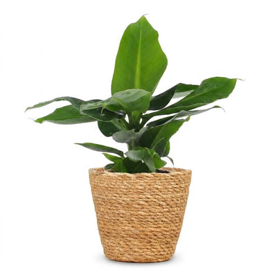 Green boutiQ - Musa Oriental Dwarf - Oriental Dwarf Banana - 1 Plant - with Basket - Pot 12cm - Height 30cm