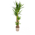 Yucca Elephantipes Pflanze Ø27cm, 150-170cm - Robuste Grünpflanze Bild 1