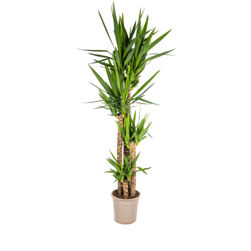 Yucca Elephantipes Pflanze Ø27cm, 150-170cm - Robuste Grünpflanze