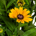 Rudbeckia Summerina Ø19cm - 45-60cm Höhe: Lebhafte Blütenpracht für Ihren Garten Bild 2