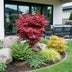 Japanischer Ahorn 'Skeeters Broom' - Rot, 90cm, Topf 26cm Bild 8
