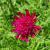 6x Knautia macedonica | Balcony & Garden Perennial | 10-25cm Bild 7