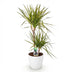 Dracaena Sunray Drachenbaum – pflegeleicht & dekorativ, 90-100cm Bild 2
