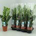 Zamioculcas 14cm Topf - Pflegeleichte Grünpflanze, 65cm hoch Bild 3