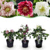 Lentenrose 'Double Tricolour' - Helleborus orientalis - Rosa/Rot/Weiss Bild 1