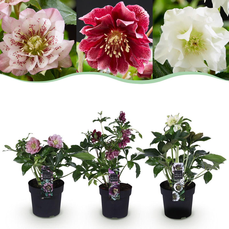 Lentenrose 'Double Tricolour' - Helleborus orientalis - Rosa/Rot/Weiss