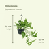 2x Epipremnum Aureum 'Golden Pothos' - 25cm Topf (Ø15cm) Bild 2