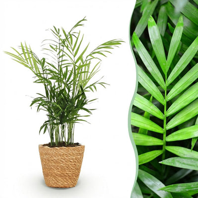 Goldpalme Chamaedorea elegans: Haustierfreundliche Zimmerpflanze m. Korb