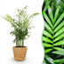 Parlor Palm Chamaedorea elegans: Pet-Friendly Houseplant with Basket Bild 1